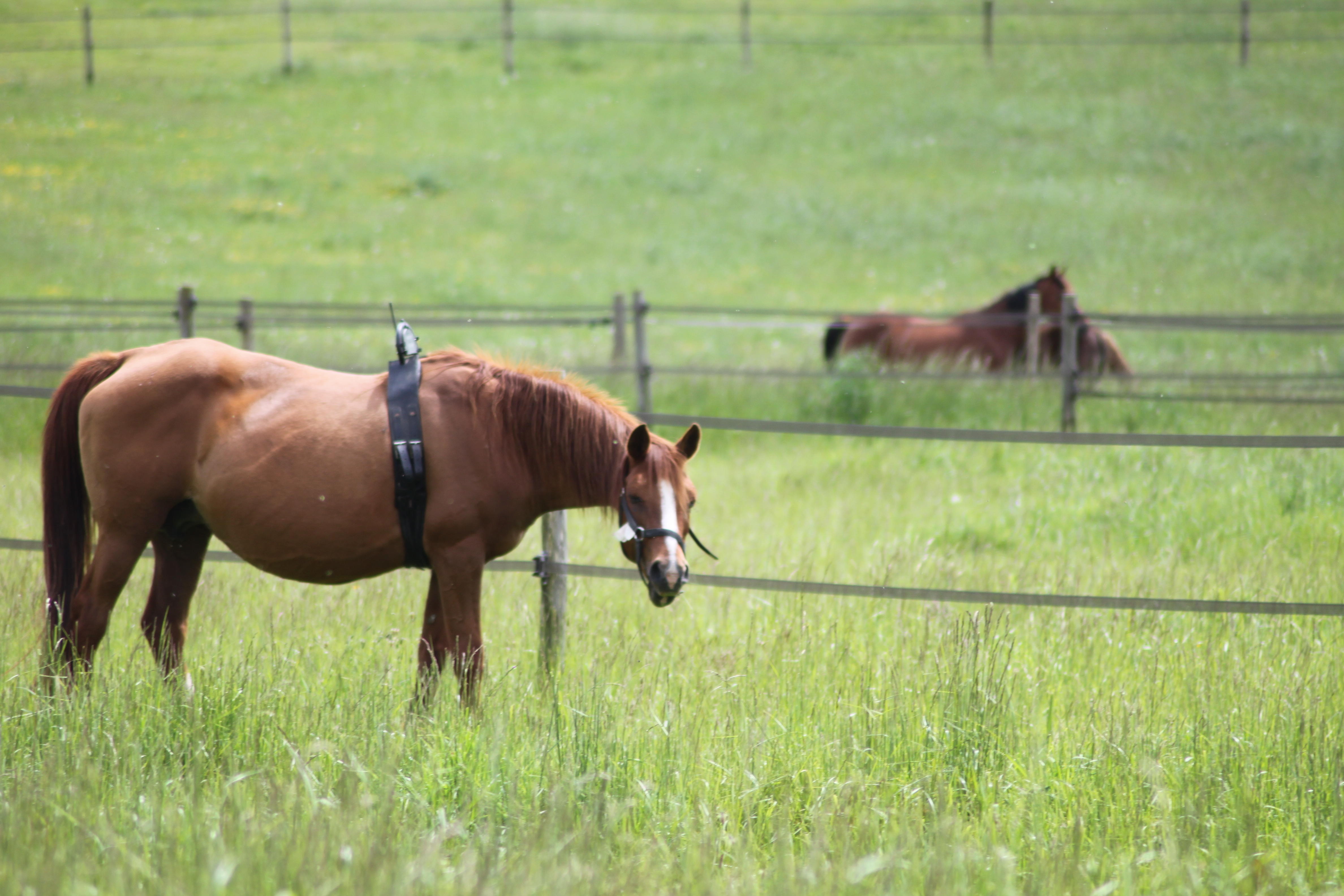 Poulinage - Haras Gronwel